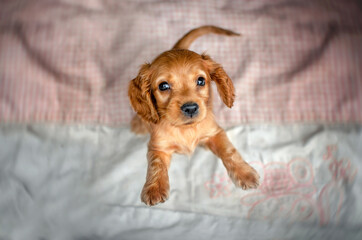 english cocker spaniel cute ginger puppies funny photo expressive look beautiful portrait
