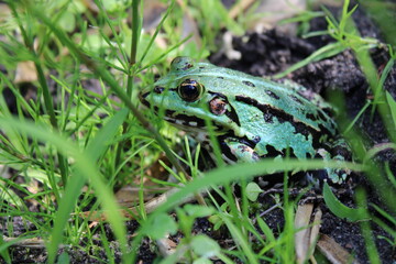 Teichfrosch Nahaufname