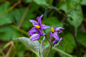 purple iris flower - Bitterzoet - Solanum dulcamara