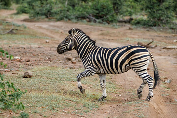 Obraz na płótnie Canvas Zebra running in Mashatu Game Reserve in the Tuli Block in Btswana