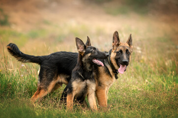 german shepherd cute puppies lovely portrait fun playing in the meadow
