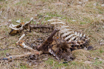 fallow deer - damhert - Dama dama