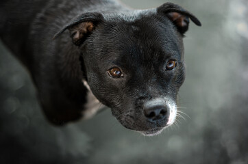 english staffordshire bull terrier dog black color funny cute dog beautiful portrait on the background of the river
