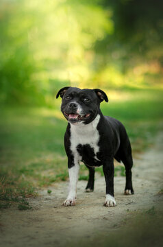 english staffordshire bull terrier dog black color funny cute dog lovely portrait on a green background
