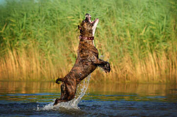 brindle american staffordshire terrier funny dog ​​walk playing in water
