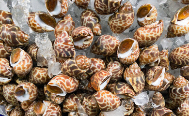 Pictures of betel shells gathered on a tray with ice soaked to keep fresh, an Asian fisherman's market