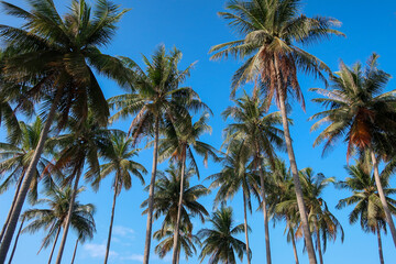 Fototapeta na wymiar Group of coconut palm trees against deep blue sky, Thailand