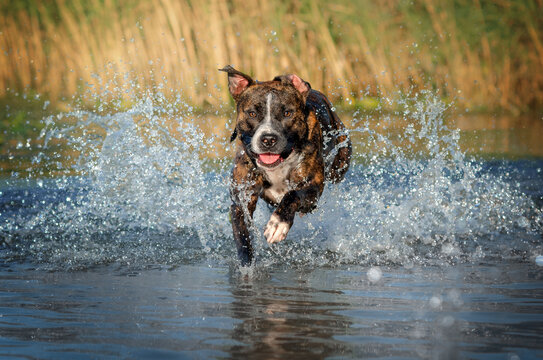 brindle american staffordshire terrier funny dog ​​walk playing in water
