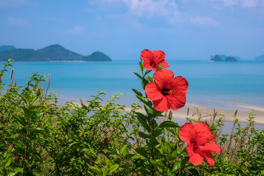 Red hibiscus flowers with turquoise sea at the back, thailand