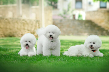 bichon frize cute dog white wool fun walk in the park
