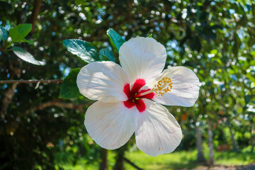 Close up of white hibiscus with red heart
