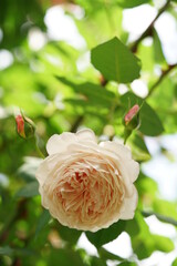Light Pink Flower of Rose 'William Morris' in Full Bloom
