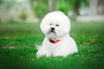bichon frize cute dog white wool fun walk in the park
