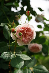 Light Pink Flower of Rose 'William Morris' in Full Bloom
