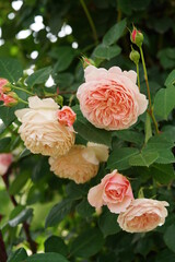 Light Pink Flower of Rose 'William Morris' in Full Bloom
