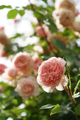 Light Pink Flower of Rose 'William Morris' in Full Bloom
