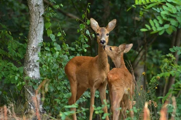 Fotobehang Ree Reeën in het bos  © Monika