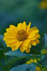 yellow flower in the garden