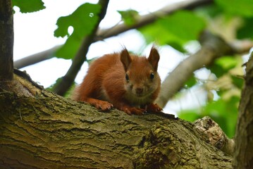  Red squirrel in the tree