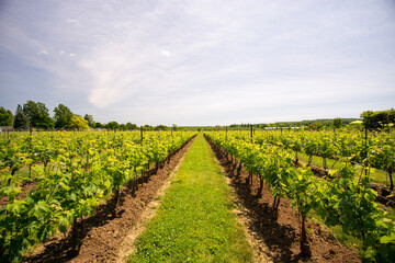Fototapeta na wymiar Vineyards at mid-summer