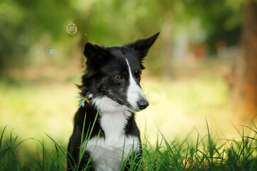Fototapeta premium border collie dog lovely portrait walk in the park green background cute dog 