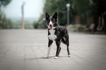 border collie dog lovely portrait walk in the park green background cute dog
