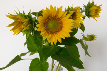 sunflower in a vase in front of white background