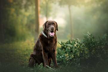 chocolate labrador retriever dog lovely photo portrait walk
