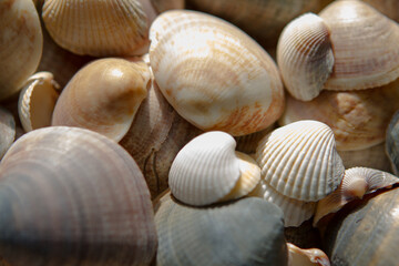 Seashells background. Beautiful colorful on th beach