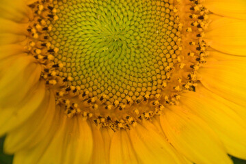 close-up of a beautiful sunflower