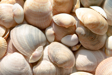 Seashells background. Beautiful colorful on th beach