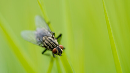 green fly flies compound eyes macro closeup