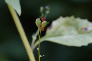 kleiner oranger Käfer auf Blume