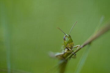 grasshopper grass hopper green