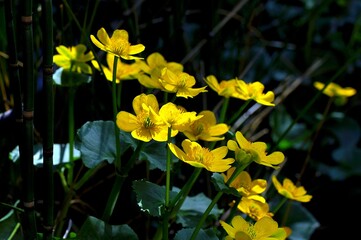 Piękne żółte kwiaty knieci błotnej (caltha palustris), zwanych potocznie kaczeńcem - w półcieniach