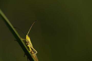 grasshopper grass hopper green
