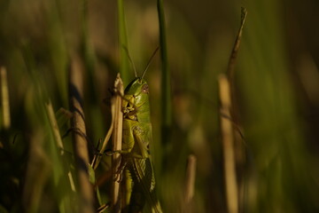 grasshopper grass hopper green