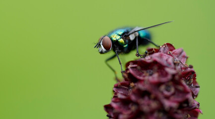 green fly flies compound eyes macro closeup
