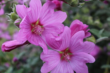rosa Malven Blüte im Sommer