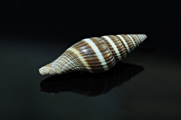 seashell on black