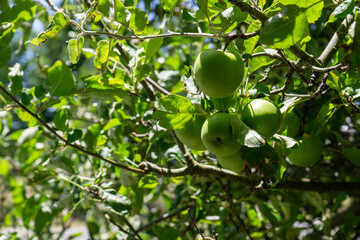 Fresh Apples
