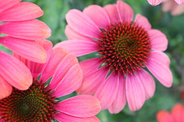 Echinacea Roter Sonnenhut