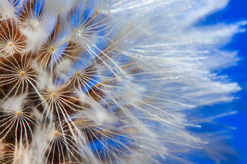 fotografía macro de diente de león con fondo azul