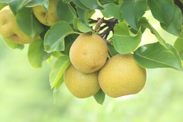 close-up of Asian pears