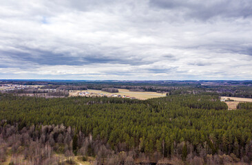 Drone shot flying on spring pine tree forest.
