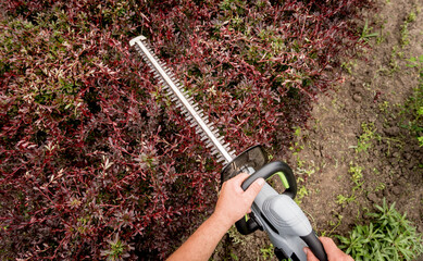 A gardener trimming shrub with hedge trimmer