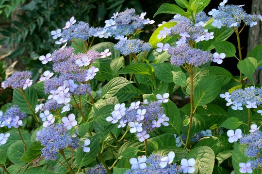 Purple tea of heaven, Hydrangea