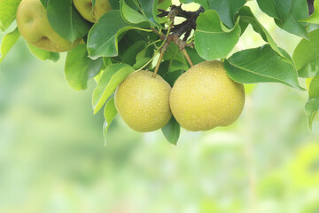close-up of Asian pears