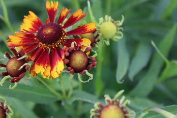 Sonnenbraut Helenium