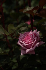 Light Pink Flower of Rose 'Yua' in Full Bloom
